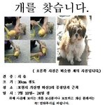 <b>테이프</b>로 강아지 얼굴을감아 버려졌어요!