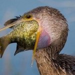 순간포착 동물들의 먹이<b>사냥</b>