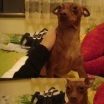 우리집 개 술먹고 ㅈㄹ한 사연