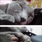고양이를 찾습니다..(사진有)