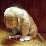 귀여운 덩치큰 강아지 오리이야기