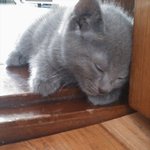 <b>어미</b>고양이와 아가고양이 두마리 분양받으실분~