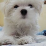 화곡1동/말티즈/6개월/<b>여아</b>(두시간전에 분실)빨간똑딱핀/이름은꼼지