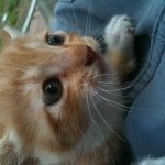 오늘 길가다 죽어가는 새끼고양이를 주웠습니다.