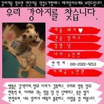 대구 신당동에서강아지를 잊어버렸네요 ㅠ