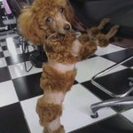 저희 <b>호박</b>이가 이렇게됐어요 도와주세요...