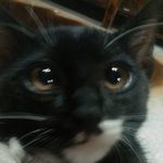<b>야옹</b>