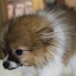 [헤드라인]<b>동물</b>병원 오진 사고이후, 두번째 쓰는 글입니다.