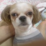 아직 <b>발정</b>이안났어요..