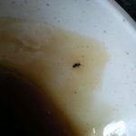 탕수육에 <b>개미</b>가 나왓어요(사진有)