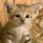 <b>야생</b>고양이중 가작 작다는 모래 고양이