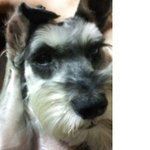 dpgm(사진有)우리 강아지 얼굴에서 쓰레기냄새가,,,,!!!