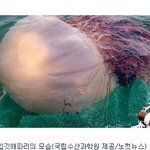 <b>독성</b> 해파리 16만마리 우리나라 연안 접근 중