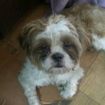 인천시 중구 유동 시<b>츄</b> 여아 보호중입니다.