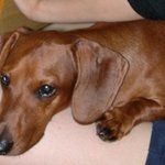 <b>한밤</b>의 개어른 납치사건 (사진 올라감)