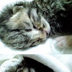 고양이 무료분양합니다.