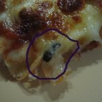 피자 벌레의 실체