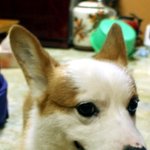 우리집 멍멍이 야옹이는...