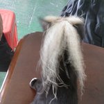 "옥수수" <b>수염</b>으로 파격변신!! 고양이