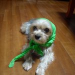 <b>천안</b> 보건소에서 요크 데려가신분 제발 돌려주세요ㅜ