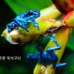열대우림의 희귀 <b>동물</b>들