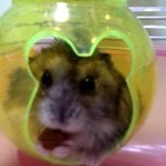 우리집 햄스터 뽀의 쇼생크탈출 (사진有)