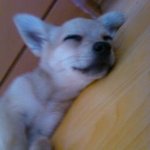 학교갔다 돌아와보니 우리집 강아지가..!!!!!!(사진有)