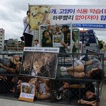 개고기 논란 어떻게 생각하십니까.