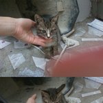 아기고양이를 도와주세요..ㅜㅜ