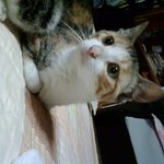 삼색 아기고양이 키워주세요 ㅜㅜ!!!!