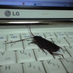 어머니의 지극하신 자식사랑 사진有