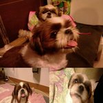 광주 북구 사시는 분 ! 제발 봐주세요