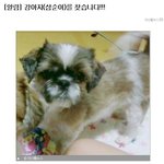 우리 <b>삼순</b>이좀 찾아주세요. 꼭 부탁드립니다.