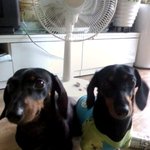 강아지를찾습니다. 한번만읽어주세요(<b>닥스훈트</b> 여)
