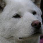 견(犬)권침해로 호되게 당했습니다