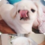 강아지에게 <b>사람음식</b> 주지마세요