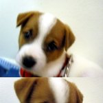 이거 잭 <b>러셀</b>인가요?