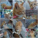 길가다가 [lv127][전투에 환장한][고양이]가 애드됬어요(사진있음)