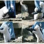 (충격) 곰이 사람 물어뜯는 장면... <b>잔인</b>하긔..