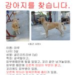 강아지를 찾습니다. 제발 봐 주세요.