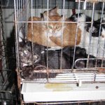 유기동물을 2번 죽이는 대전시 유기동물보호소!!