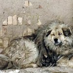 7억에 팔리는 중국의 <b>사자</b>개...