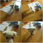살가운 강아지와의 짧은 인연 (사진有)