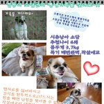 [소담]<b>배변</b>완벽,작살애교를 겸비한 소담군~!!