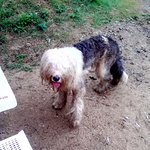 ☎★★★★★속초해수욕장에 처참한 <b>몰골</b>의 강아지  사진 첨부 함