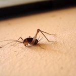 레알 곱등신과의 전투 곱등이 살려줌메