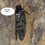 <b>매미</b>야!!!너 이제 내꺼다...일루와!!