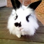 (사진有)유기동물이 죽어나가는 대전의 <b>보호소</b>!!