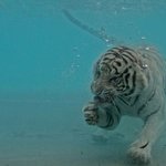 호랑이를 <b>물속</b>에서 만난다면?