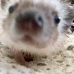 우리집 귀염둥이.. 고슴도치 두루미를 소개합니다.